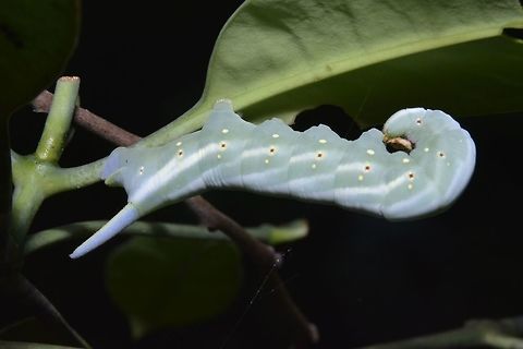 Hawkmoth Caterpillar Caterpillar of Hawkmoth Borneo,Geotagged,Malaysia,Sarawak,Summer,caterpillar,hawkmoth,moth