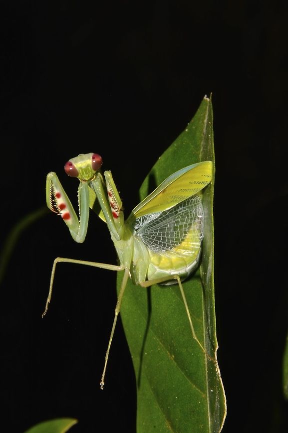 Praying Mantis This small but adult Praying Mantis showing her defensive pose. Borneo,Camelomantis penangica,Geotagged,Malaysia,Sarawak,Summer,mantis,praying mantis