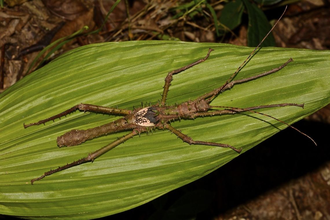 Stick Insect, Phasmid - Haaniella grayii This is a Male Stick Insect, Phasmid of the species Haaniella grayii.<br />
They are quite large in size with a lot of spines on its body and also legs.<br />
When threatened, they will use their 2 hind legs that are heavily armed with spines to slash at whatever that is posing a threat to them. Borneo,Geotagged,Haaniella grayii,Malaysia,Sarawak,Summer,phasmid,stick insect
