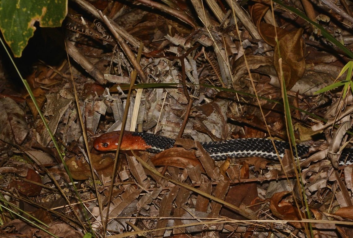 Red-headed Krait This extremely rare snake&#039;s nature is inoffensive, presents a very striking and distinctive coloration &ndash; namely a bright red head and tail with a black body that includes a low-lateral narrow bluish white stripe. Having large, smooth scales, the general appearance of the red-headed krait is glossy and attractive. The red-headed krait (Bungarus flaviceps), is a large venomous elapid snake with dramatic coloration. The red-headed krait can grow up to 2.1 m (6.9 ft). Borneo,Bungarus flaviceps,Geotagged,Malaysia,Red-headed krait,Sarawak,Summer,krait,snake