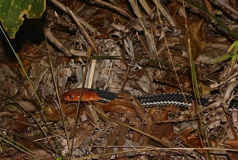 Red-headed krait