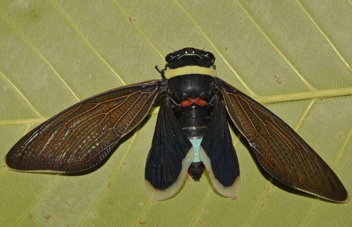 Emperor Cicada The Emperor Cicada, Tacua speciosa is one of the largest Cicada in the world.  this one was around 6 cm and 15 cm wing span.  It is also quite colourful with a band of yellow on its thorax, red spots at the top of abdomen and a segment of blue towards the end of its abdomen. Forewings are brown and hindwings are black in colour with white edges. Borneo,Geotagged,Malaysia,Sarawak,Summer,Tacua speciosa,cicada