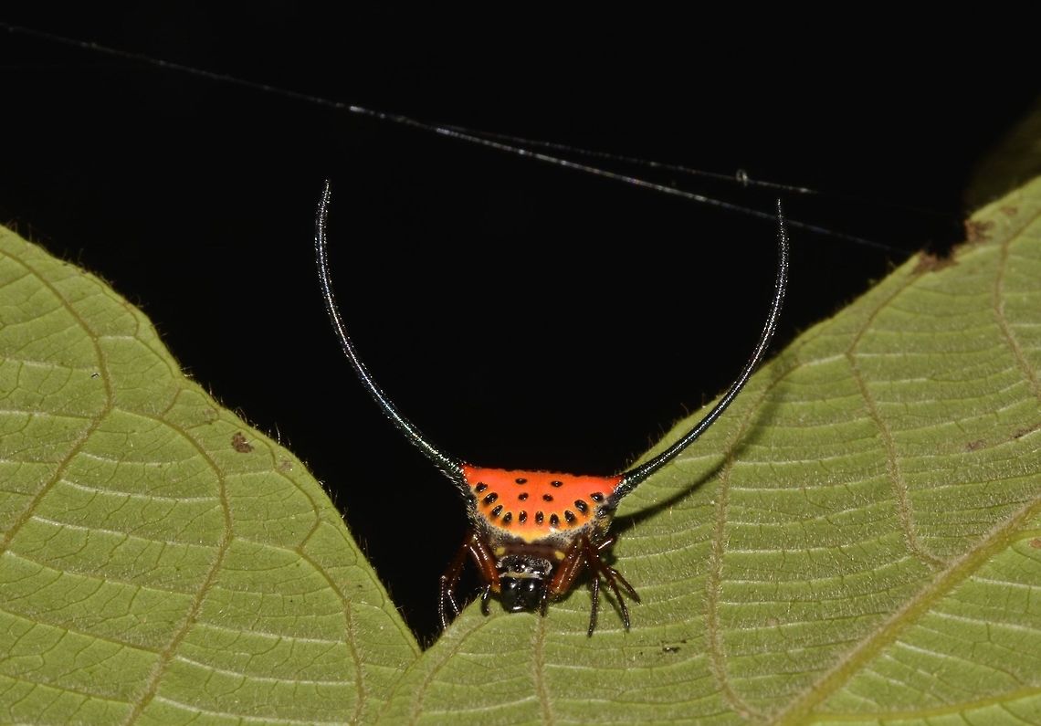 Curved Spiny Spider It has bright orange body with black spots and very long curved spines. Borneo,Gasteracantha arcuata,Geotagged,Malaysia,Sarawak,Summer,curved spiny spider,spider