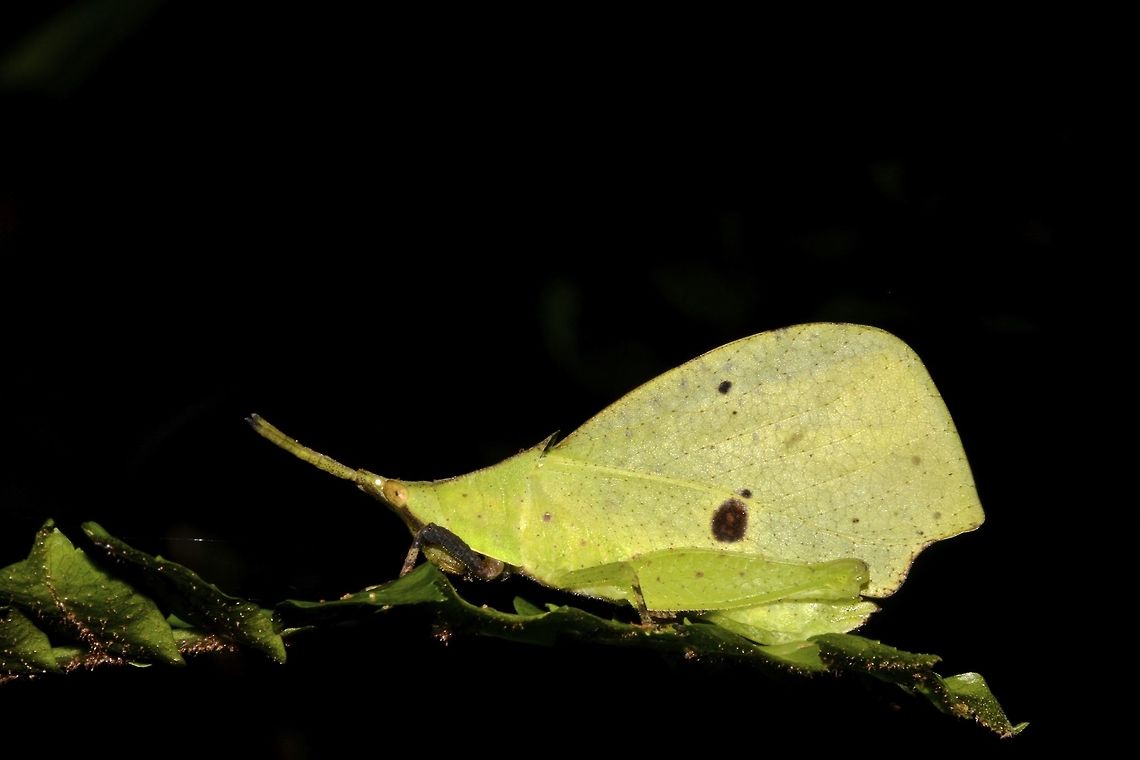 Forest Leaf Grasshopper This Forest Leaf Grasshopper, Systella rafflesii mimics leafs and is well camouflaged to its surrounding.  They can also be found in brown colour, mimicking dead leafs. Borneo,Forest Leaf Grasshopper,Geotagged,Malaysia,Sarawak,Summer,Systella rafflesii,grasshopper