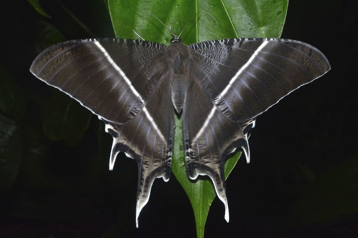 Tropical Swallow Tail Moth Large size, Tropical Swallow Tail Moth, Lyssa zampa, mostly brown/greyish in colour with white stripes on its wings  Borneo,Geotagged,Lyssa zampa,Malaysia,Moth,Moth Week 2018,Sarawak,Tropical Swallow Tail Moth,Winter