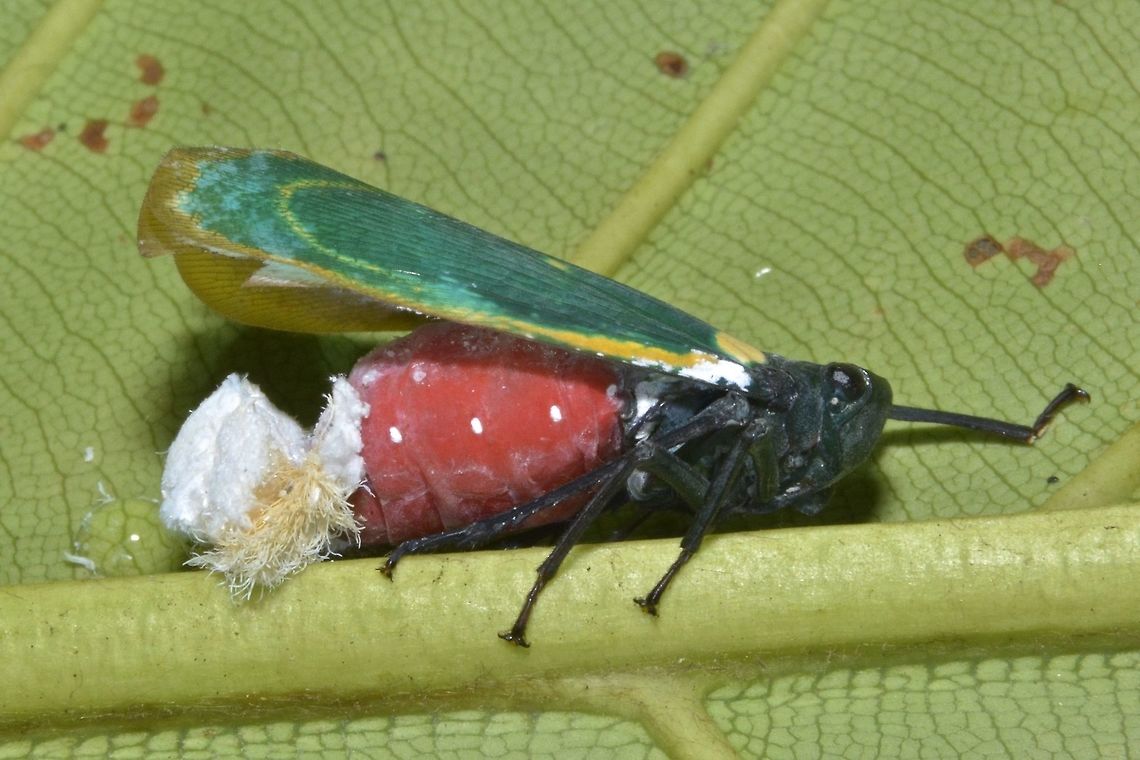 Fulgorid Hopper This is the female of Fulgorid Hopper, Chalia pulchra.<br />
She has bright pink/red abdomen and green wings.<br />
Males of this species are brown in colour, and have yet to be photographed, as they are only known from dried specimens in Muzeums. Borneo,Chalia pulchra,Fulgorid Hopper,Geotagged,Hopper,Malaysia,Planthopper,Sarawak,Winter