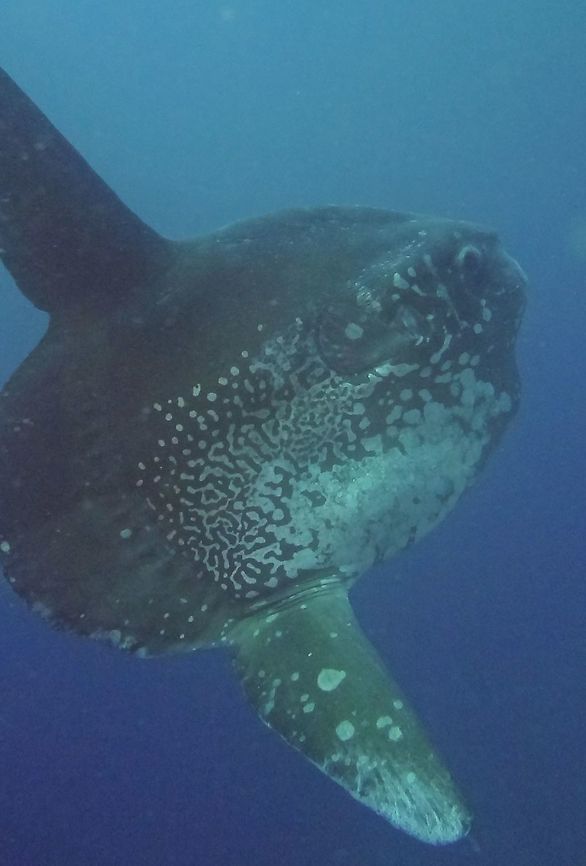 Oceanic Sunfish Oceanic Sunfish, Mola-Mola is also known as Moonfish.<br />
They are the biggest bony fish in the world, weighing up to 1,000 kg and measuring up to 3 meters height. Geotagged,Indonesia,Mola mola,Ocean sunfish,Sunfish,Winter,fish,lombok,moonfish