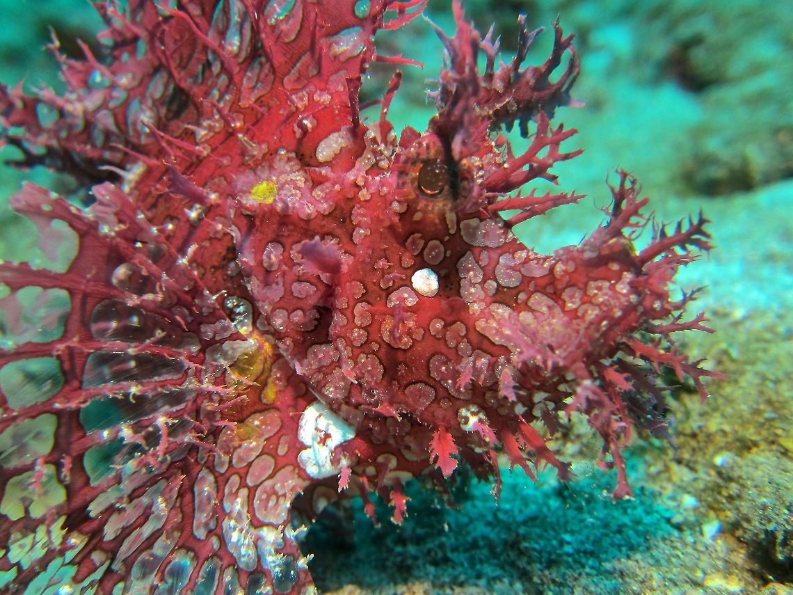 Weedy Rhinopias This weird looking fish is the Weedy Rhinopias, Rhinopias frondosa.  Despite their bright colours, they are very hard to find as they are well camouflaged to their surrounding.  They have lots of appendages all over their body and head and their pectoral fins are translucent, which they also use to 'walk' in the sea bottom although they can swim.                         Bali,Geotagged,Indonesia,Rhinopias frondosa,Winter,scorpionfish
