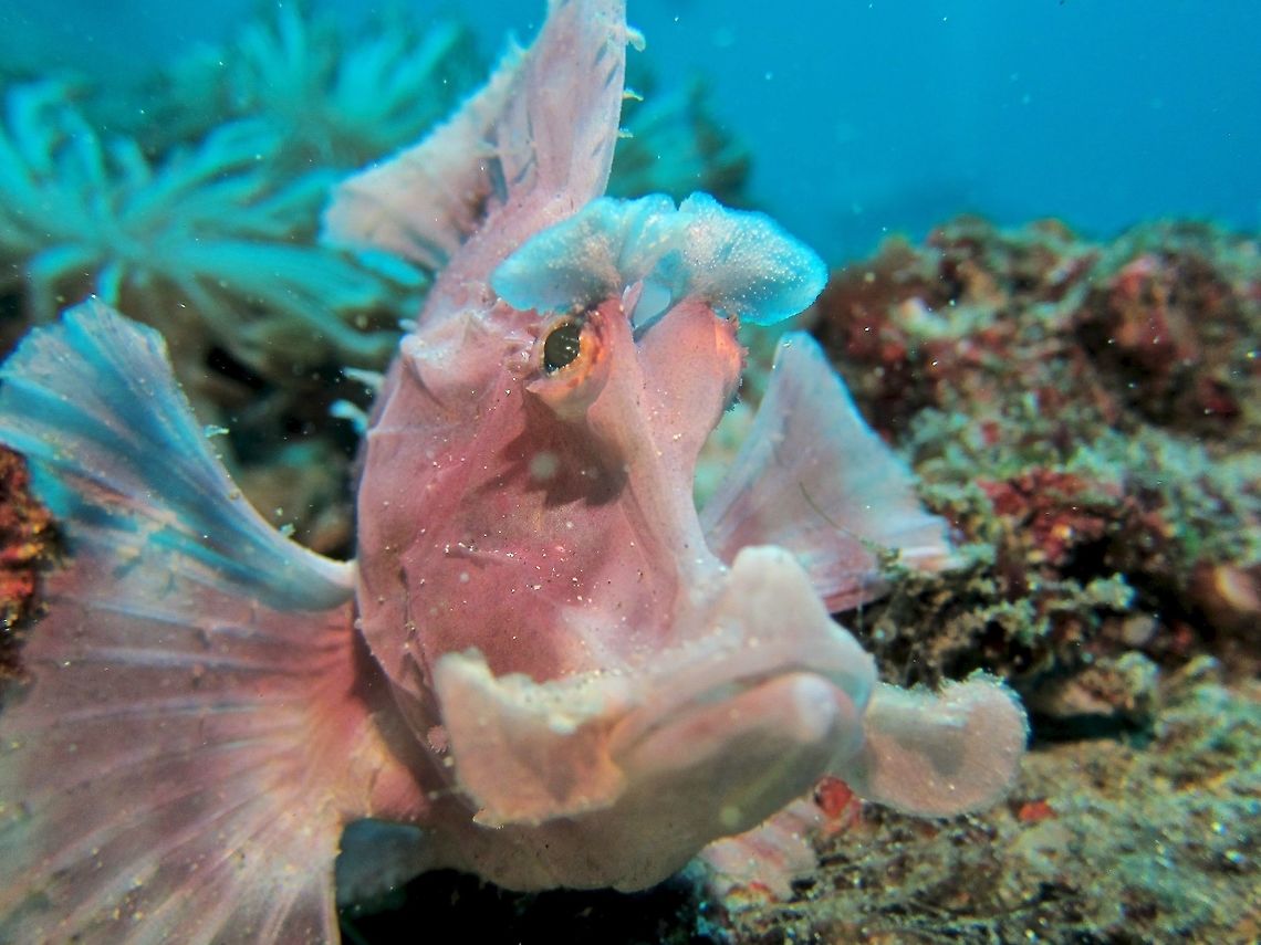 Paddle Flap Scorpionfish - Rhinopias eschmeyeri This odd looking fish, Paddle Flap Scorpionfish, Rhinopias eschmeyeri can varies in colours depending on their environment, ranging from white, yellow, pink, red, purple and probably other colours/shades. They use their pectoral fins to 'walk' although they can swim. Bali,Geotagged,Indonesia,Rhinopias eschmeyeri,Winter,paddleflap,scorpionfish