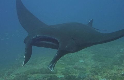 Melanistic Reef Manta Ray This is the Black version, Melanistic version of Reef Manta Ray, Manta alfredi. They are considered a rarity, aside from another rarer version, the White Manta, Leucistic mantas, which are white or almost all white in colour including their back. This individual was rather huge, easily 4 meters, possibly up to 4.5 meters wing span. Bali,Geotagged,Indonesia,Manta alfredi,Reef manta ray,Winter,manta ray,melanistic