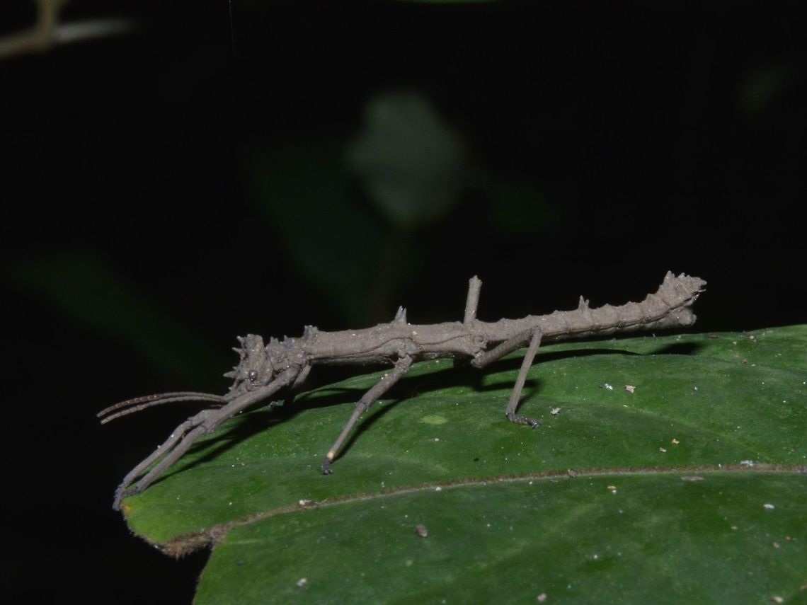 Stick Insect, Phasmid - Pylaemenes mitratus This is the male Stick Insect, Phasmid of the species Pylaemenes mitratus.<br />
The genus name came from the Greek mythology, Pylaemenes who was king of the Eneti tribe of Paphlagonia. This was in reference to the crown shaped head of this Phasmid. Geotagged,Money Plant Stick Insect,Phasmid,Pylaemenes mitratus,Singapore,Summer,stick insect