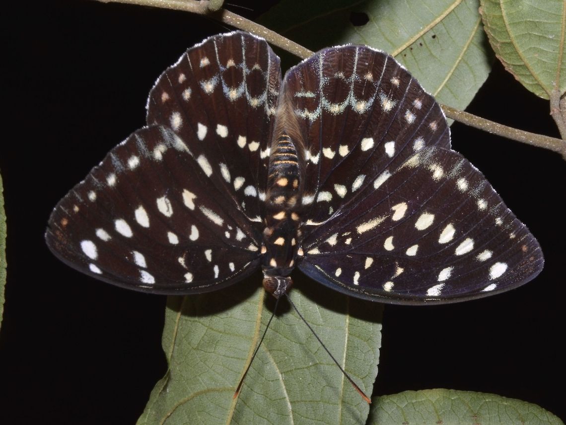 Archduke Butterfly - Lexias canescens Archduke Butterfly - Lexias canescens, dark brown in colour with whitish spots/markings on its wings. Geotagged,Lexias canescens,Singapore,Summer,archduke butterfly,butterfly