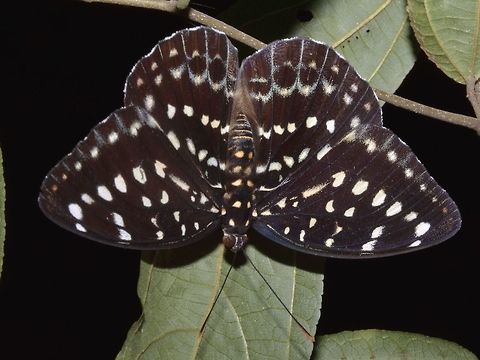 Archduke Butterfly - Lexias canescens Archduke Butterfly - Lexias canescens, dark brown in colour with whitish spots/markings on its wings. Geotagged,Lexias canescens,Singapore,Summer,archduke butterfly,butterfly