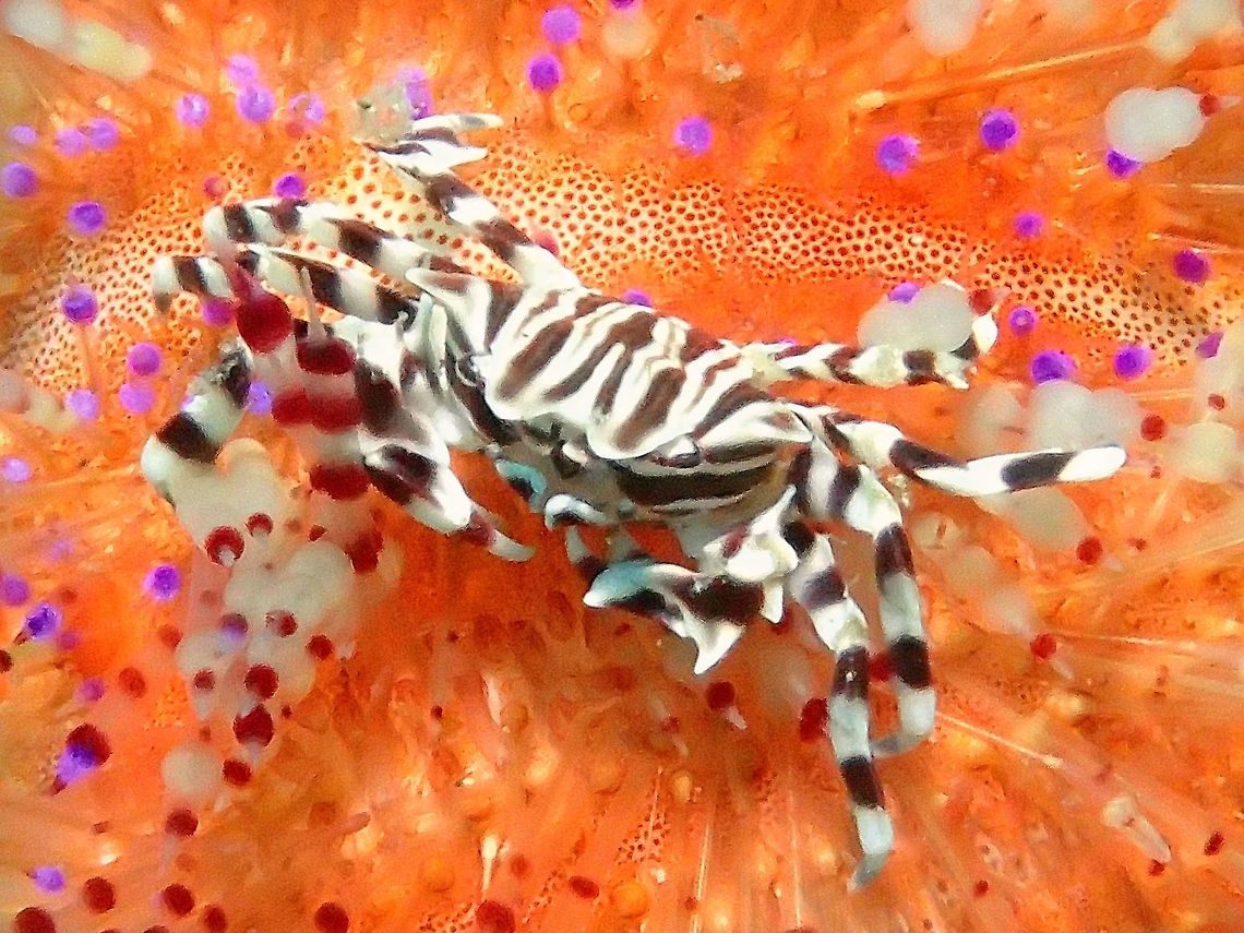 Zebra Crab - Zebrida adamsii Small Crabs with zebra/striped markings.  They lives on sea urchins, mostly fire urchins. Anilao,Batangas,Crab,Geotagged,Philippines,Summer,Underwater,Zebra Crab,Zebrida adamsii,scuba diving