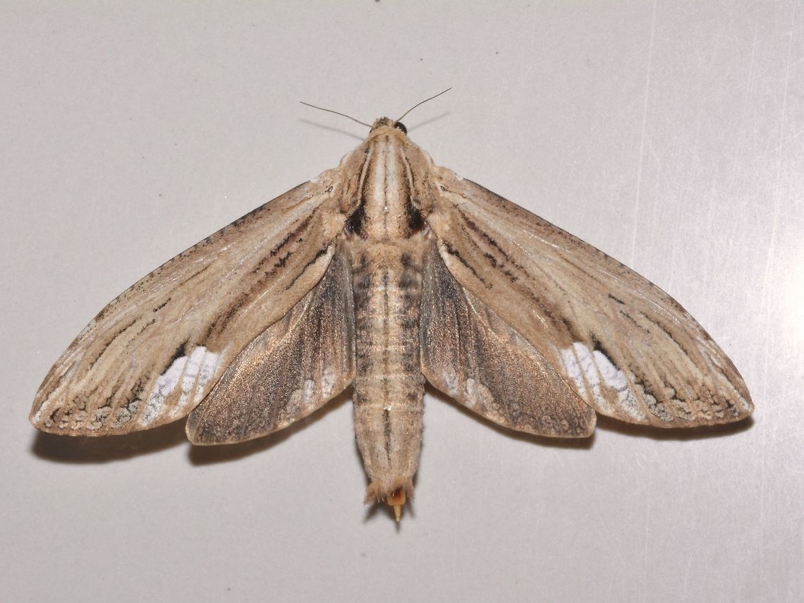 Teak Beehole Borer Moth - Xyleutes ceramica Large Moth, this Teak Beehole Borer Moth -  Xyleutes ceramica is around 6 cm in size.<br />
Mostly greyish brown in colour with white patches on its wings. Batangas,Duomitus ceramicus,Geotagged,Philippines,Summer,Teak Beehole Borer Moth,Xyleutes ceramica,anilao,moth