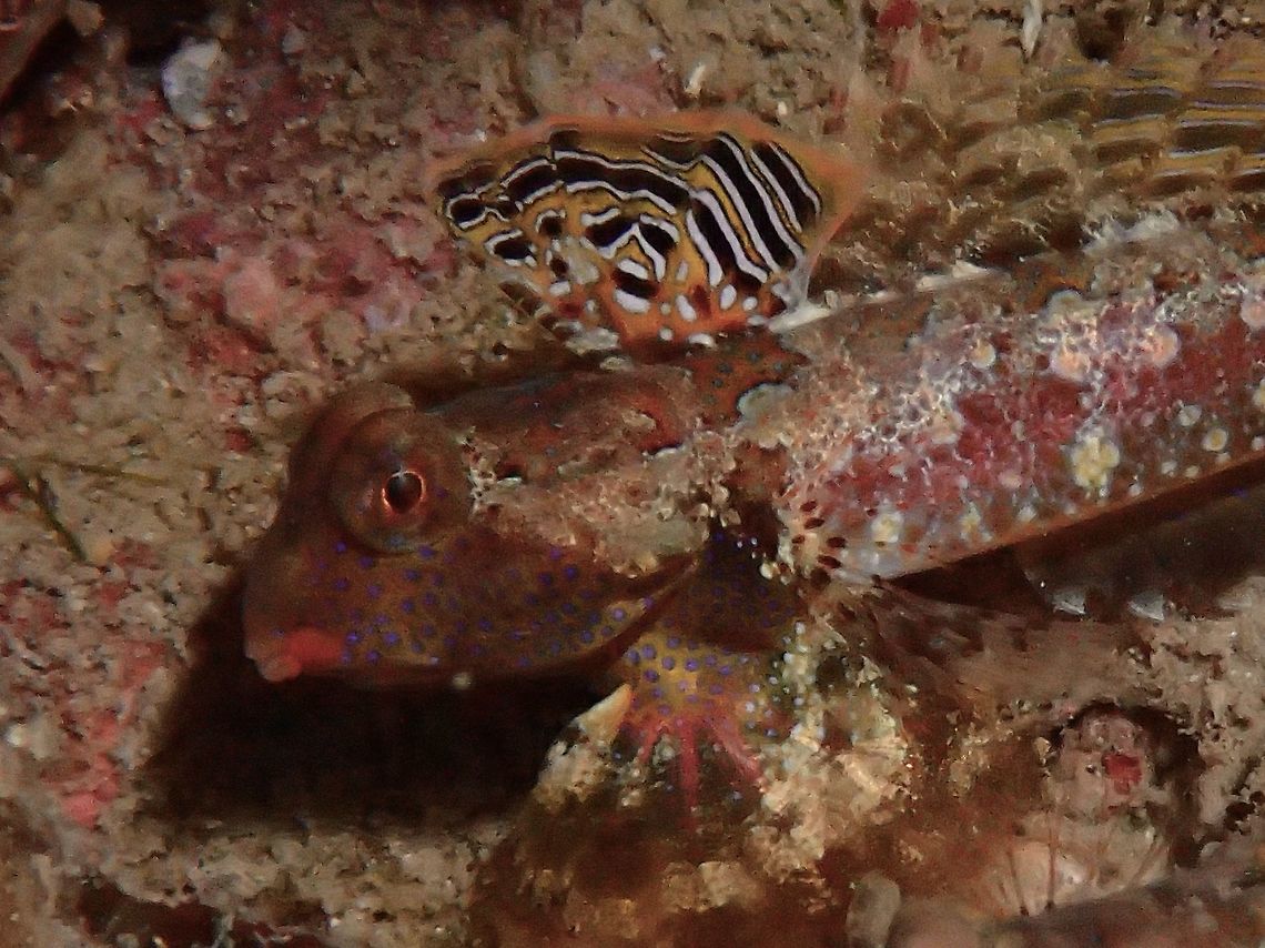 Moyer's Dragonet Small fish from the Dragonet Family - Synchiropus moyeri, they have an interesting courting/mating ritual whereby towards sunset time, the Males will search for the Female and courts her by flashing his dorsal fins and if she accepts him, they will mate.  The male will then move on to look for another female and this routines happens everyday during sunset time. Anilao,Batangas,Dragonet,Fish,Geotagged,Moyer's Dragonet,Philippines,Summer,Synchiropus moyeri