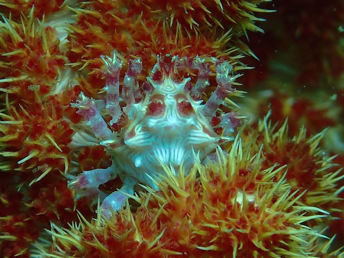 Candy Crab - Hoplophrys oatesi Candy Crab -Hoplophrys oatesi is also known as Soft Coral Crabs as they are only found on the Soft Coral.  They are known as Candy Crab because of their bright candy colours of yellow, pink and white.  The bigger crabs will sometimes cut off parts of the soft corals and attached it to the back of their shells to make them camouflage better with their host. Anilao,Batangas,Candy Crab,Crab,Geotagged,Hoplophrys oatesi,Philippines,Summer