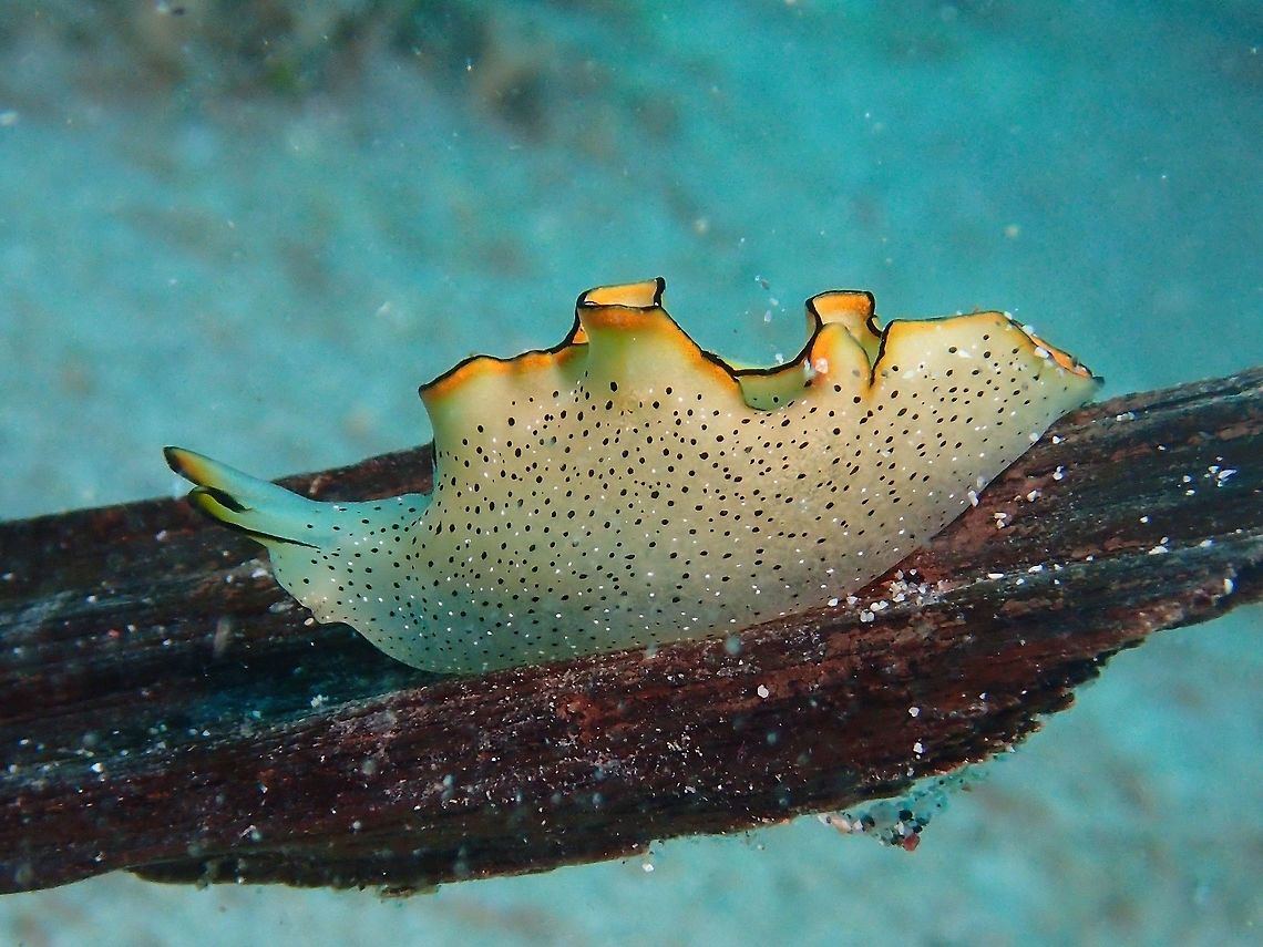 Sea Slug - Elysia marginata This sea slug - Elysia marginata looks like a Nudibranch, greenish body with black spots all over its body and black &amp; orange margins. Anilao,Batangas,Elysia marginata,Geotagged,Philippines,Summer,sea slug