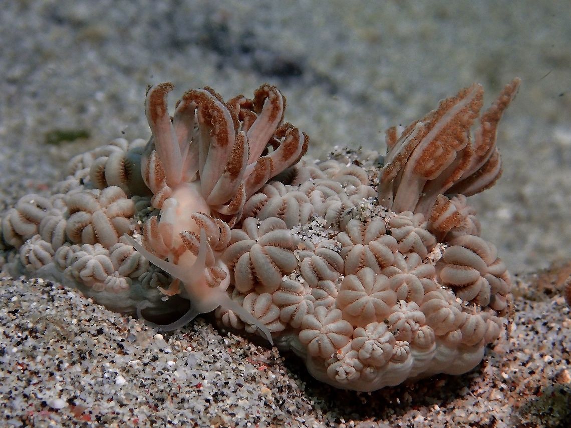 Nudibranch - Phyllodesmium jacobsenae This nudibranch - Phyllodesmium jacobsenae mimics the host, Xenia Corals which is also its food source.<br />
In the picture, there are 2 of them.  The one on the left is clearer to see as its rhinopores and oral tentacles can be clearly seen.  The second one on the right is rested with its rhinopores and oral tentacles retracted and hidden, making them hardly visible as separate animal to the Xenia corals.<br />
<br />
To better see this Nudibranch, here is another picture of them :<br />
<br />
<figure class="photo"><a href="https://www.jungledragon.com/image/43335/aeolid_nudibranch_-_phyllodesmium_jacobsenae.html" title="Aeolid Nudibranch -  Phyllodesmium jacobsenae"><img src="https://s3.amazonaws.com/media.jungledragon.com/images/2994/43335_thumb.jpg?AWSAccessKeyId=05GMT0V3GWVNE7GGM1R2&Expires=1759968010&Signature=wq4RjRmhapmc9Qk0Z89lO%2Fm2k4k%3D" width="200" height="136" alt="Aeolid Nudibranch -  Phyllodesmium jacobsenae This nudibranch -  Phyllodesmium jacobsenae can be very cryptic in its food host, the Xenia coral.<br />
This picture was taken to try to show its beauty without the need of variety of colours. Geotagged,Philippines,Phyllodesmium jacobsenae,Phyllodesmium jakobsenae" /></a></figure><br />
 Anilao,Batangas,Geotagged,Philippines,Phyllodesmium jacobsenae,Phyllodesmium jakobsenae,Summer,nudibranch