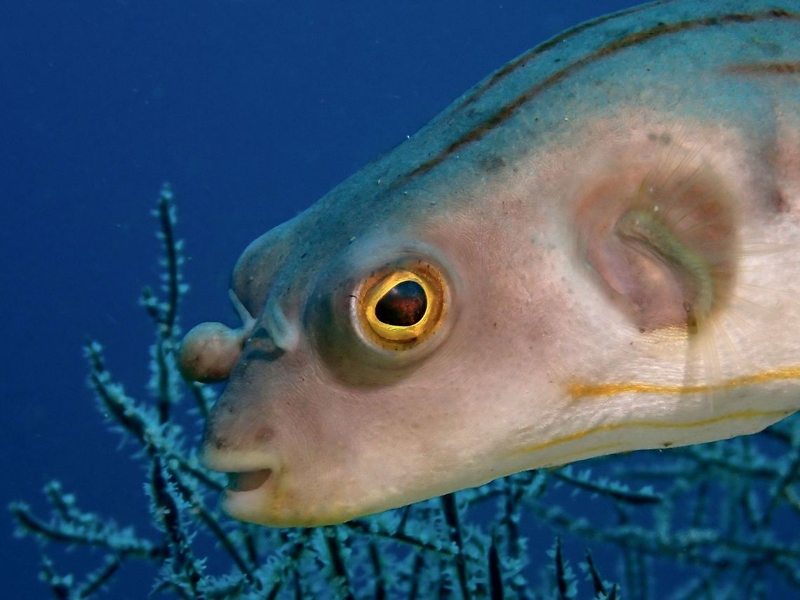 Narrow-lined/Striped Pufferfish - Arothron manilensis Narrow-lined Pufferfish - Arothron manilensis is a small sized fish which grows up to 31 cm length. Its body is oval shape, spherical et relatively elongated. The skin is not covered with scales. The fish has no pelvic fin and no lateral line.The dorsal fin and the anal fin are small, symmetric and located at the end of the body. Its snout is short with two pairs of nostrils and its mouth is terminal with four strong teeth. The background coloration is whitish to grey with brown horizontal lines, all the fins are yellowish and semi-translucide except the caudal fin which is opaque and outlined with black. Black blotch more or less circular at the base of the pectoral fin. The iris is also yellowish Arothron manilensis,Geotagged,Narrow-lined puffer,Philippines,Summer,cebu,malapascua,narrow-lined pufferfish,pufferfish