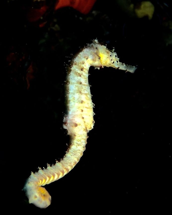 Barbour's Seahorse - Hippocampus barbouri This is a Barbour's seahorse - Hippocampus barbouri of a white variation.<br />
They can be highly varied in colours - white, black, grey, brown and a combination of those colours. Barbour's seahorse,Geotagged,Hippocampus barbouri,Philippines,Summer,cebu,malapascua,seahorse