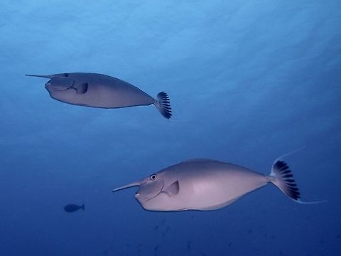 Whitemargin Unicornfish - Naso annulatus It is brown/purplish in color and has a large, distinguishing "nasal" protrusion. The tail is black surrounded by a white margin. It is often found in large schools off tropical reefs, and it feeds on zooplankton. The fish has two scutes on the left side. These are found on the caudal peduncle near the tail. They can reach up to 1 meter in length but this group were mostly around 0.6 - 0.7 meter in size. Geotagged,Naso annulatus,Philippines,Summer,Whitemargin unicornfish,cebu,malapascua,unicornfish