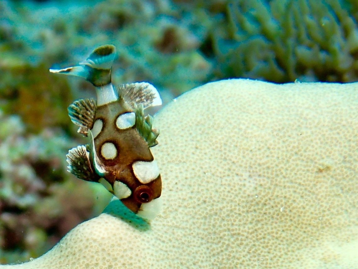 Juvenile Harlequin Sweetlips - Plectorhinchus chaetodonoides This is the juvenile phase of Harlequin Sweetlips - Plectorhinchus chaetodonoides, light brown in colour with white spots.  They swim swaying their body/tail side to side as though dancing.<br />
<br />
This is the adult phase of the same species :<br />
<br />
<figure class="photo"><a href="https://www.jungledragon.com/image/43062/many-spotted_sweetlips_-_plectorhinchus_chaetodonoides.html" title="Many-Spotted Sweetlips - Plectorhinchus chaetodonoides"><img src="https://s3.amazonaws.com/media.jungledragon.com/images/2994/43062_thumb.jpg?AWSAccessKeyId=05GMT0V3GWVNE7GGM1R2&Expires=1769040010&Signature=uEMhfd9ph86JiYhL80ghIW90IkQ%3D" width="200" height="150" alt="Many-Spotted Sweetlips - Plectorhinchus chaetodonoides Whitish to yellowish or greenish undercolour; unmarked whitish belly; profuse dark brown spots on head, body and fins.<br />
<br />
This is the Juvenile phase of the same species :<br />
<br />
https://www.jungledragon.com/image/42836/juvenile_harlequin_sweetlips_-_plectorhinchus_chaetodonoides.html<br />
<br />
 Geotagged,Harlequin sweetlips,Many-Spotted Sweetlips,Mindoro,Philippines,Plectorhinchus chaetodonoides,Puerto Gallera,Spring,Sweetlips" /></a></figure> Geotagged,Harlequin sweetlips,Philippines,Plectorhinchus chaetodonoides,Summer,cebu,moal-boal,sweetlips