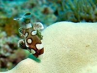 Juvenile Harlequin Sweetlips - Plectorhinchus chaetodonoides This is the juvenile phase of Harlequin Sweetlips - Plectorhinchus chaetodonoides, light brown in colour with white spots.  They swim swaying their body/tail side to side as though dancing.<br />
<br />
This is the adult phase of the same species :<br />
<br />
https://www.jungledragon.com/image/43062/many-spotted_sweetlips_-_plectorhinchus_chaetodonoides.html Geotagged,Harlequin sweetlips,Philippines,Plectorhinchus chaetodonoides,Summer,cebu,moal-boal,sweetlips