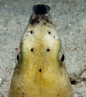 Black-finned Snake Eel Black-finned Snake Eel, Ophichthus melanochir is also known as Highfin Snake Eel.  They are not Snakes.  Most of the time, they are buried into the sands with only the head exposed. Geotagged,Highfin snake eel,Ophichthus altipennis,Philippines,Summer,cebu,moal-boal,snake eel