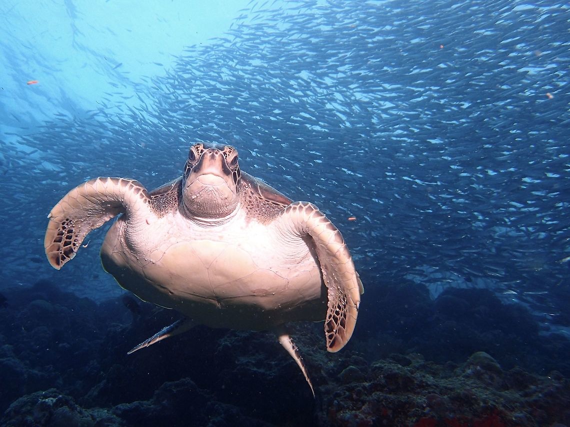 Green Sea Turtle Green Sea Turtle - Chelonia mydas is named for the green color of its fat, rather than the color of its skin or shell as most people think. Chelonia mydas,Geotagged,Green sea turtle,Philippines,Summer,Turtle,cebu,moal-boal