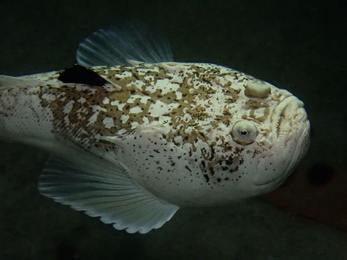 Whitemargin Stargazer - Uranoscopus sulphureus Stargazers are venomous; they have two large poison spines situated behind their opercles and above their pectoral fins. They can also use electric shocks to stun their prey when hunting.<br />
<br />
Usually found in sandy bottom, where they bury themselves with only the eyes and mouth exposed. They are ambush-predators and sometimes they &#039;flick&#039; their lure-like tongue to attracts smaller fishes. Geotagged,Philippines,Summer,Uranoscopus sulphureus,Whitemargin stargazer,cebu,moal-boal,stargazer