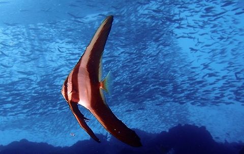 Juvenile Longfin Batfish - Platax teira This is the juvenile phase of Longfin Batfish - Platax teira.  When they become adults, the fins becomes shorter. Geotagged,Philippines,Platax teira,Summer,batfish,cebu,moal-boal