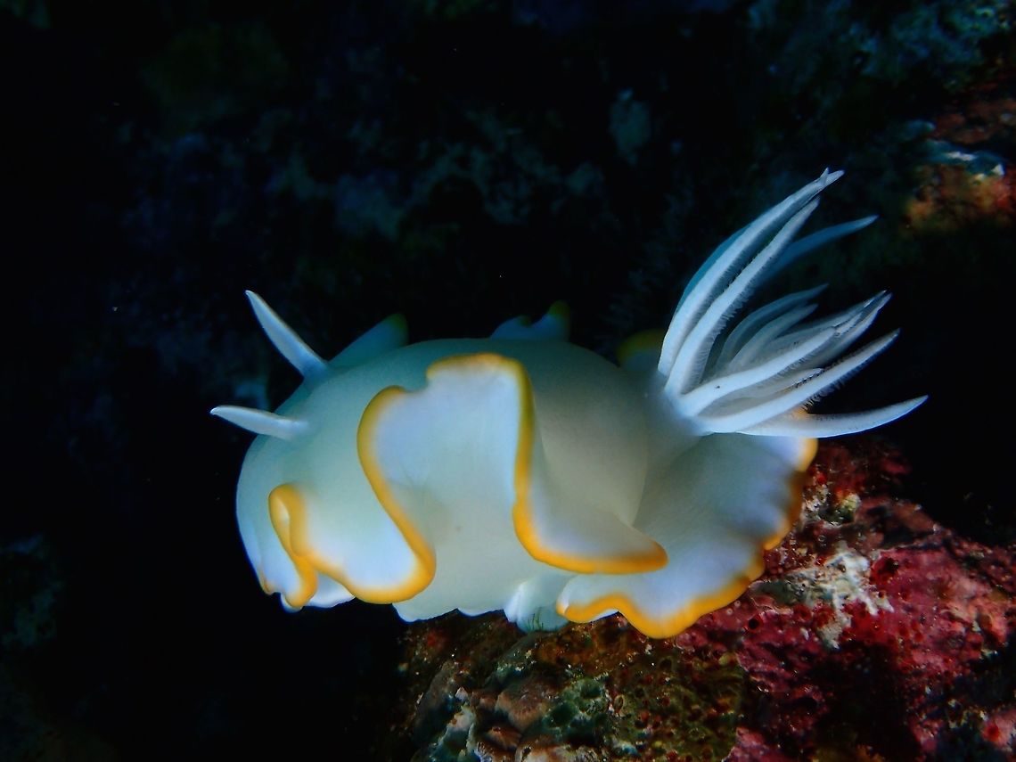 Nudibranch - Ardeadoris egretta This Dorid Nudibranch - Ardeadoris egretta is mostly white in colour with yellow margins. Ardeadoris egretta,Geotagged,Philippines,Summer,cebu,moal-boal,nudibranch