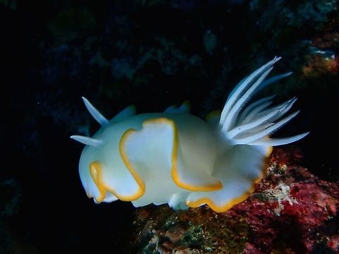 Nudibranch - Ardeadoris egretta This Dorid Nudibranch - Ardeadoris egretta is mostly white in colour with yellow margins. Ardeadoris egretta,Geotagged,Philippines,Summer,cebu,moal-boal,nudibranch