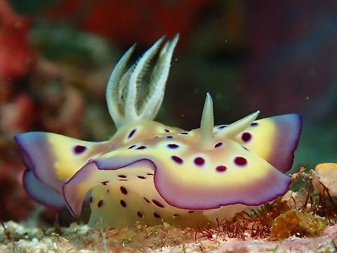 Dorid Nudibranch - Goniobranchus kuniei This brightly coloured Dorid Nudibranch - Goniobranchus kuniei is yellow/cream in colour with purple spots and margins. Geotagged,Goniobranchus kuniei,Philippines,Summer,cebu,moal-boal,nudibranch