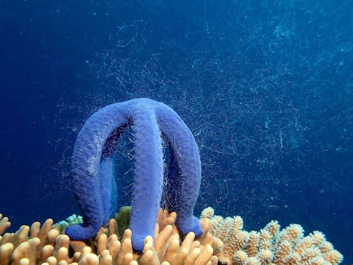 Spawning Blue Seastar Blue Seastar - Linckia laevigata are fairly common in tropical reefs.<br />
When spawning, as seen in the picture, they &#039;stand&#039; on their legs. Geotagged,Linckia laevigata,Philippines,Summer,blue seastar,cebu,moal-boal,starfish