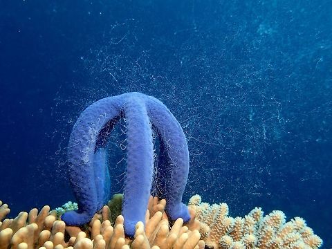 Spawning Blue Seastar Blue Seastar - Linckia laevigata are fairly common in tropical reefs.
When spawning, as seen in the picture, they 'stand' on their legs. Geotagged,Linckia laevigata,Philippines,Summer,blue seastar,cebu,moal-boal,starfish