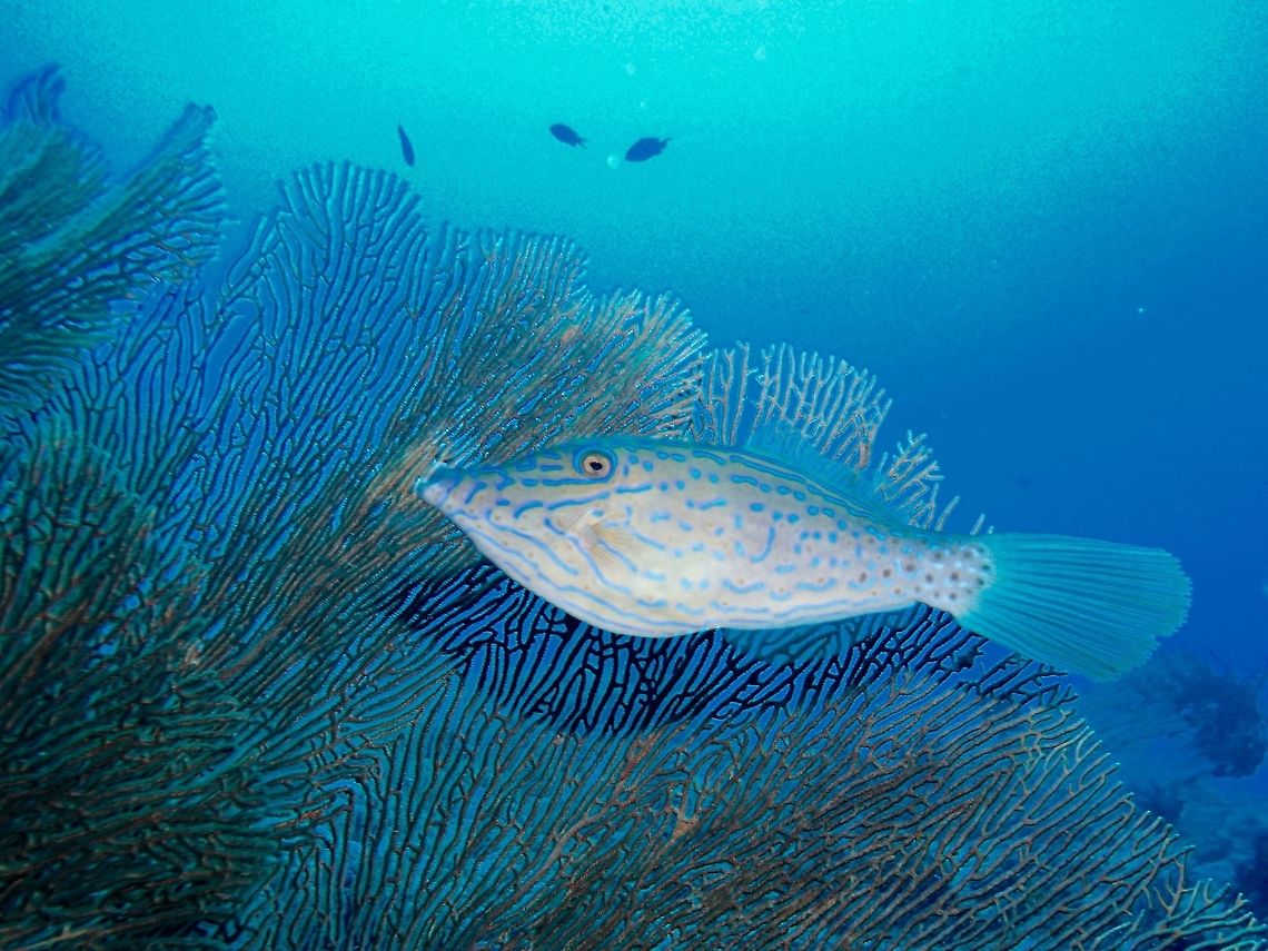 Scrawled filefish  Aluterus scriptus,Filefish,Fish,Geotagged,Moal-Boal,Philippines,Scrawled filefish,Summer,cebu