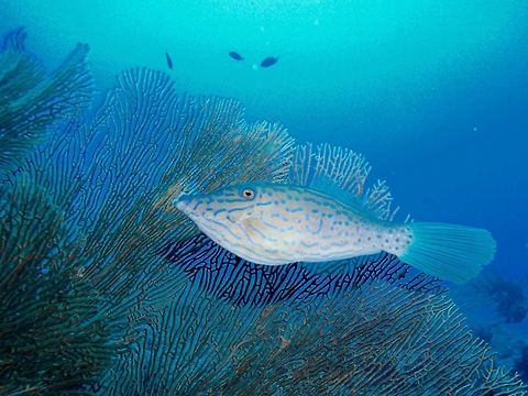 Scrawled filefish  Aluterus scriptus,Filefish,Fish,Geotagged,Moal-Boal,Philippines,Scrawled filefish,Summer,cebu