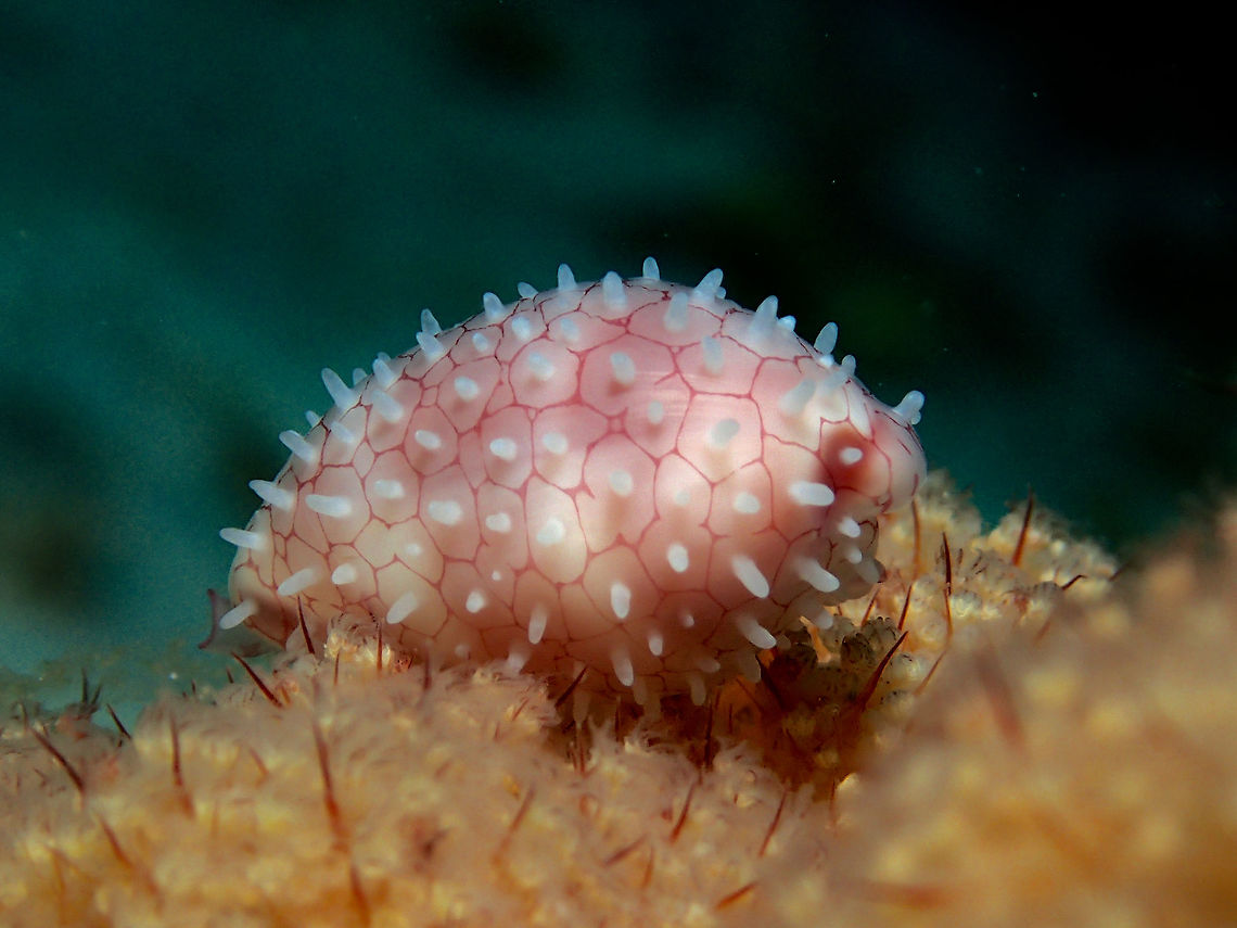 Allied Cowrie Shell Allied Cowrie Shell - Diminovula punctata are small in size, brightly pink in colour.  In the picture, you don&#039;t see the shell as it is covered by its Mantle which also gives it the white spiny look. Allied Cowrie Shell,Cowrie,Diminovula punctata,Geotagged,Philippines,Summer,cebu,malapascua
