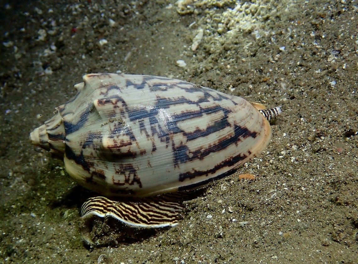 Bat Volute - Cymbiola vespertilio This Bat Volute - Cymbiola vespertilio is a large predatory snail. Anilao,Bat Volute,Batangas,Conch,Cymbiola vespertilio,Geotagged,Philippines,Snail,Spring
