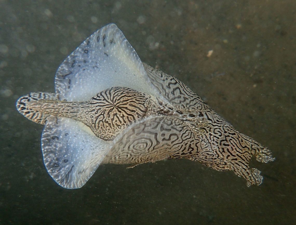 Geographic Seahare Geographic Seahare - Syphonota geographica is a species of Sea Slug or Sea Hare.  They are able to swim by flapping their mantles.  Colour-wise, they can be variable. This one is light brown, other colours could be lime green and yellow. Geotagged,Philippines,Spring,Syphonota geographica,north luzon,seahare