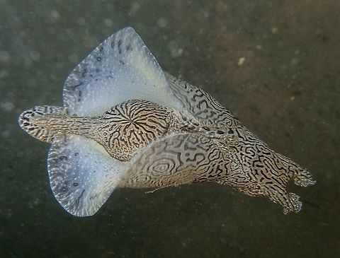 Geographic Seahare Geographic Seahare - Syphonota geographica is a species of Sea Slug or Sea Hare.  They are able to swim by flapping their mantles.  Colour-wise, they can be variable. This one is light brown, other colours could be lime green and yellow. Geotagged,Philippines,Spring,Syphonota geographica,north luzon,seahare