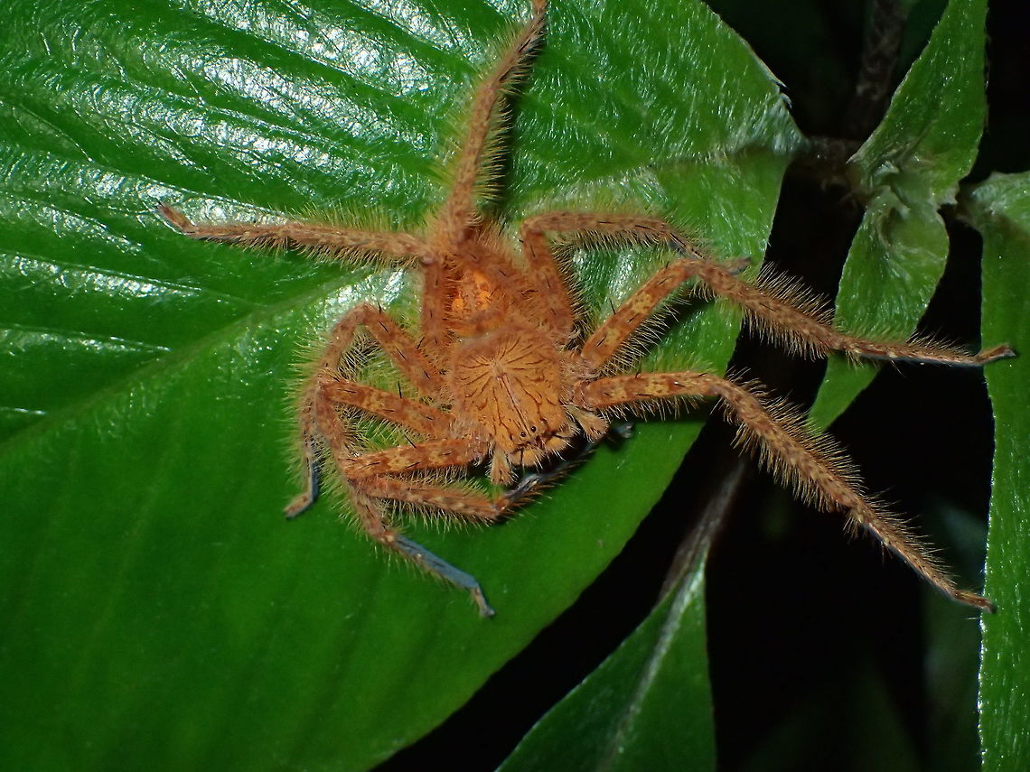 David Bowie Huntsman Spider - Heteropoda davidbowie This Huntsman Spider - Heteropoda davidbowie was only identified as a different species in 2008 and named in honour of David Bowie, with particular reference to songs such as "Glass Spider". Geotagged,Heteropoda davidbowie,Malaysia,Penang,Spring,huntsman spider,spider