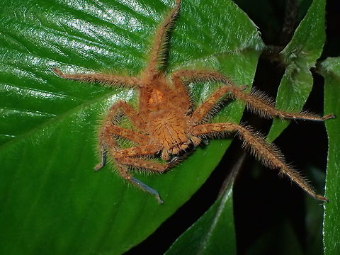 David Bowie Huntsman Spider - Heteropoda davidbowie This Huntsman Spider - Heteropoda davidbowie was only identified as a different species in 2008 and named in honour of David Bowie, with particular reference to songs such as "Glass Spider". Geotagged,Heteropoda davidbowie,Malaysia,Penang,Spring,huntsman spider,spider