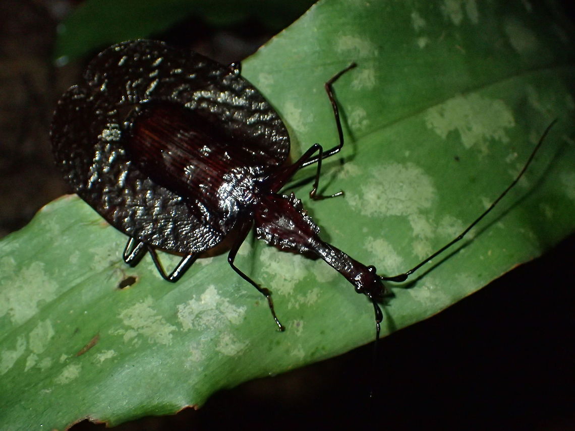 Violin Beetle This Violin Beetle - Mormolyce phyllodes is mostly dark brown in colour and is called Violin Beetle due to its body shape. Geotagged,Malaysia,Mormolyce phyllodes,Penang,Spring,beetle,violin beetle