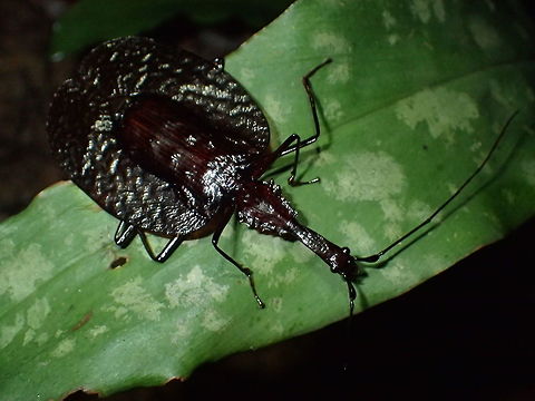 Violin Beetle This Violin Beetle - Mormolyce phyllodes is mostly dark brown in colour and is called Violin Beetle due to its body shape. Geotagged,Malaysia,Mormolyce phyllodes,Penang,Spring,beetle,violin beetle