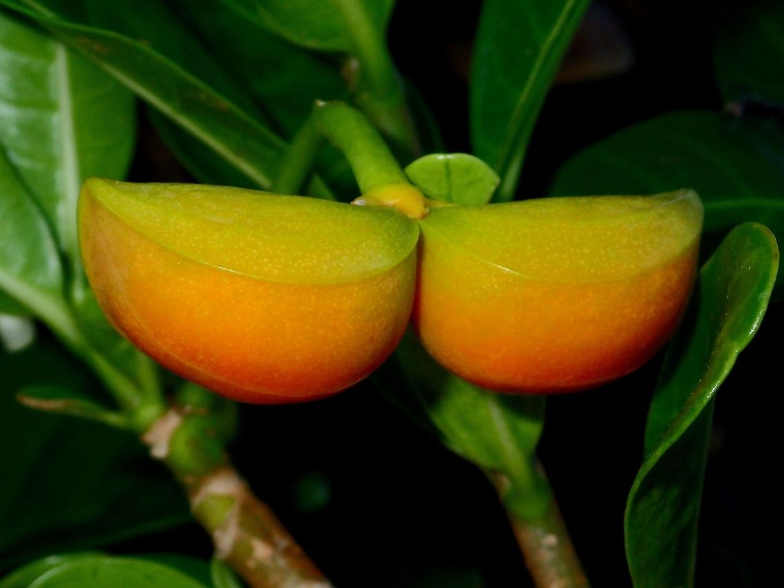 Eve's Apple - Tabernaemontana dichotoma Eve&#039;s Apple - Tabernaemontana dichotoma is the fruit from a type of small tree/shrubs, the leaves has milky sap and the flowers fragrant. Eve's apple,Fruit,Geotagged,Philippines,Spring,Tabernaemontana amygdalifolia,north luzon
