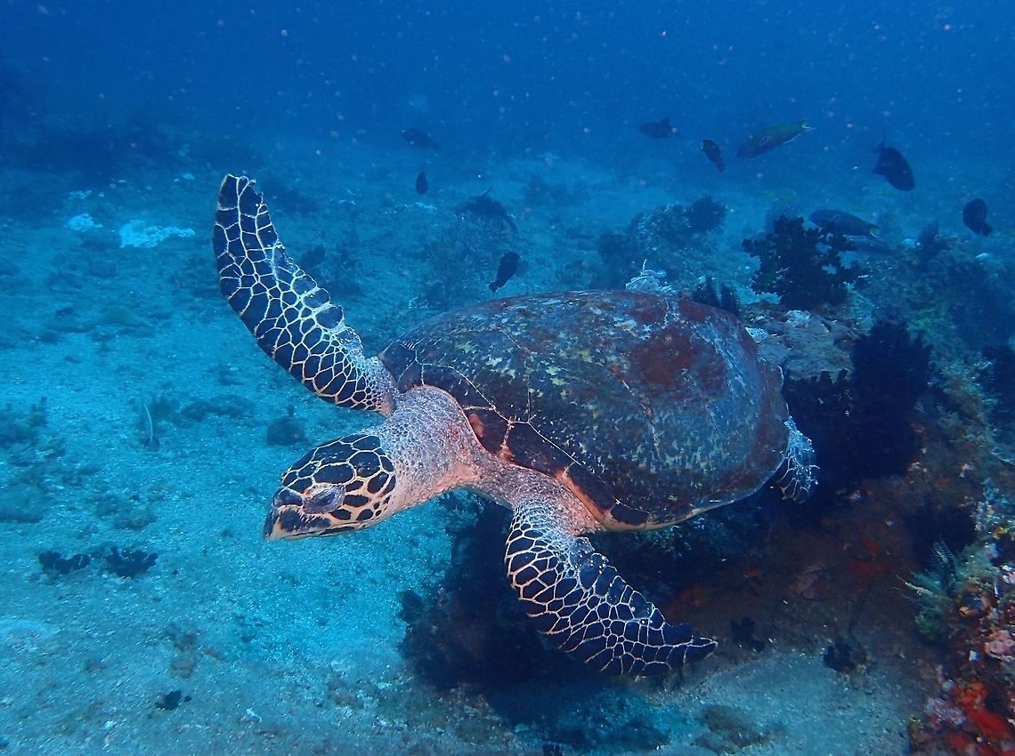 Hawksbill Sea Turtle - Eretmochelys imbricata The Hawksbill Sea Turtle - Eretmochelys imbricata is easily distinguished from other sea turtles by its sharp, curving beak with prominent tomium, and the saw-like appearance of its shell margins.  Hawksbill Sea Turtle are endangered and is protected in countries like Malaysia and Philippines. Anilao,Batangas,Eretmochelys imbricata,Geotagged,Hawksbill sea turtle,Philippines,Spring,hawksbill turtle,turtle
