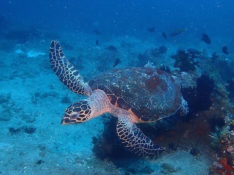 Hawksbill Sea Turtle - Eretmochelys imbricata The Hawksbill Sea Turtle - Eretmochelys imbricata is easily distinguished from other sea turtles by its sharp, curving beak with prominent tomium, and the saw-like appearance of its shell margins.  Hawksbill Sea Turtle are endangered and is protected in countries like Malaysia and Philippines. Anilao,Batangas,Eretmochelys imbricata,Geotagged,Hawksbill sea turtle,Philippines,Spring,hawksbill turtle,turtle